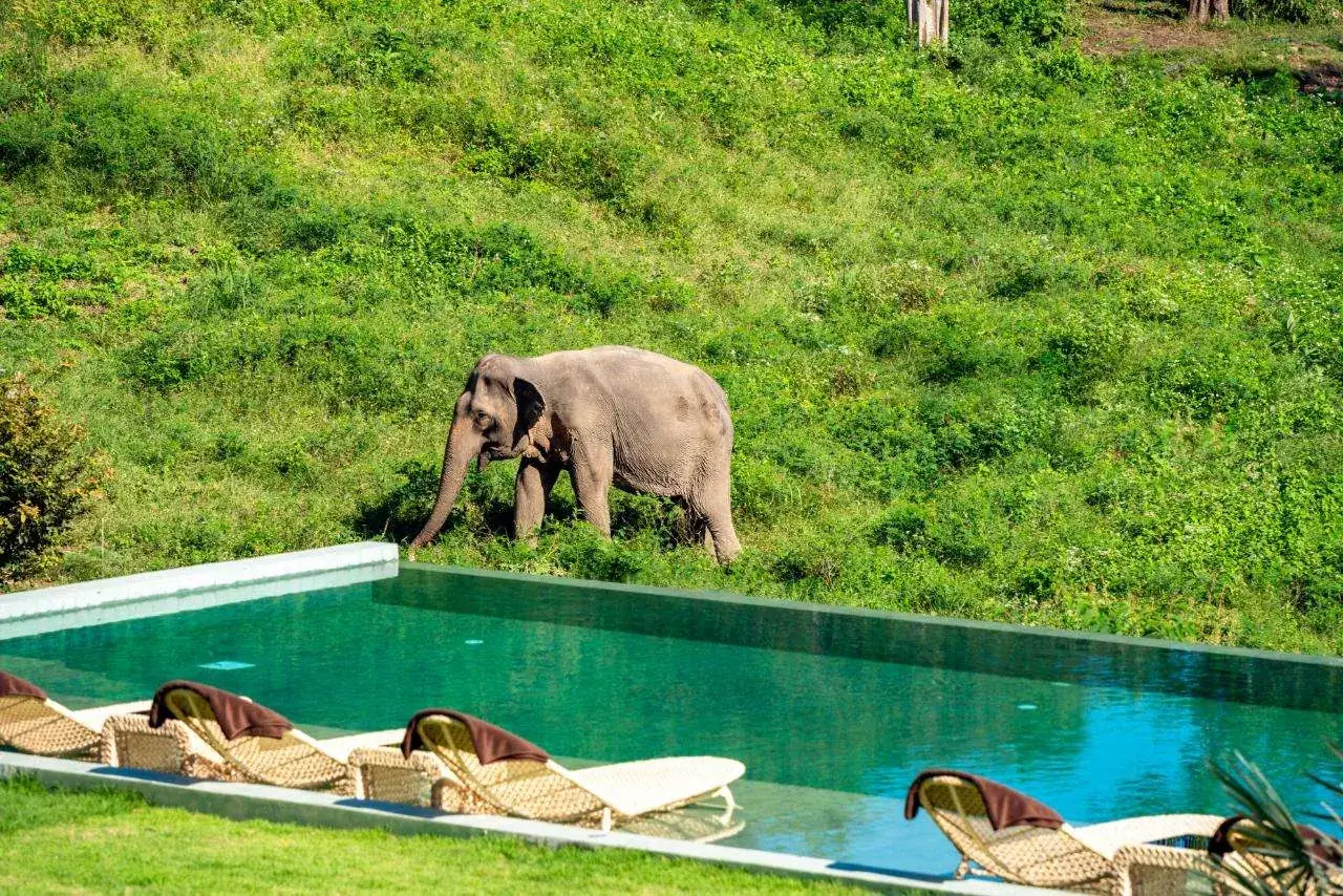 An elephant walking through long grass beyond an infinity pool lined with sun loungers.